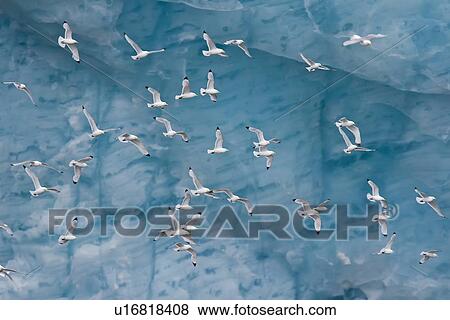 Stock Photo - Adult black-legged kittiwakes (Rissa tridactyla) taking flight near ice in the Svalbard Archipelago, Barents Sea, Norway.. Fotosearch