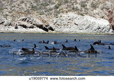 Picture - Adult Bottlenose Dolphin (Tursiops truncatus gilli) leaping in the upper Gulf of California (Sea of Cortez), Mexico.. Fotosearch
