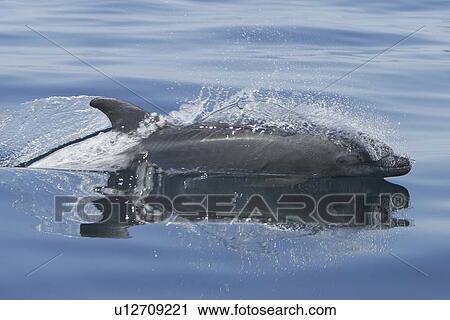 Stock Image - Adult Bottlenose Dolphin (Tursiops truncatus gilli) leaping in the upper Gulf of California (Sea of Cortez), Mexico. |. Fotosearch