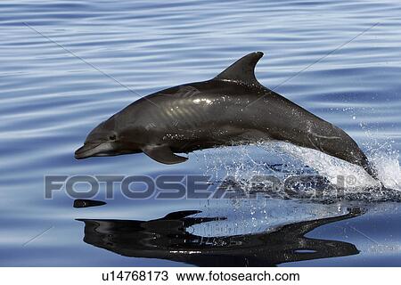 Adult Bottlenose Dolphin (Tursiops truncatus gilli) leaping in the upper Gulf of California (Sea of Cortez), Mexico. View Large Photo Image Stock Image - Adult Bottlenose Dolphin (Tursiops truncatus gilli) leaping in the upper Gulf of California (Sea of Cortez), Mexico.. Fotosearch
