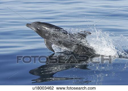 Stock Image - Adult Bottlenose Dolphin (Tursiops truncatus gilli) leaping in the upper Gulf of California (Sea of Cortez), Mexico.. Fotosearch