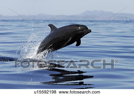 Stock Photo - Adult Bottlenose Dolphin (Tursiops truncatus gilli) leaping in the upper Gulf of California (Sea of Cortez), Mexico.. Fotosearch