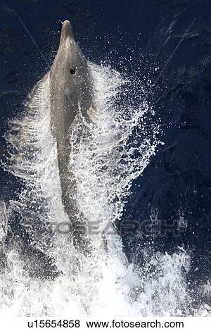Stock Photo - Adult bottlenose dolphin (Tursiops truncatus) bow riding the National Geographic Endeavour in the waters surrounding St. Helena in the south Atlantic Ocean.. Fotosearch