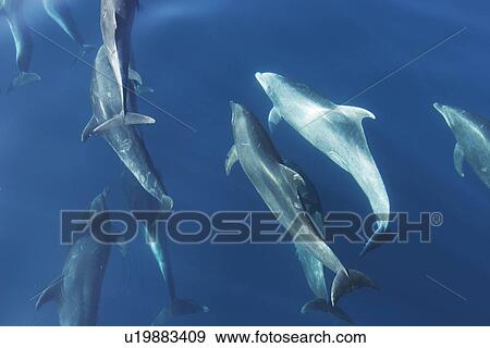 Adult Bottlenose Dolphin (Tursiops truncatus gilli) leaping in the upper Gulf of California (Sea of Cortez), Mexico. View Large Photo Image Stock Photo - Adult Bottlenose Dolphin (Tursiops truncatus gilli) leaping in the upper Gulf of California (Sea of Cortez), Mexico.. Fotosearch