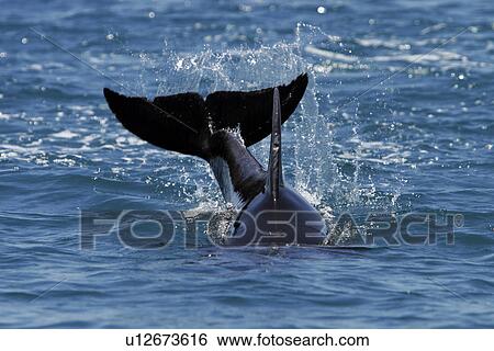 Adult Bottlenose Dolphin (Tursiops truncatus gilli) leaping in the upper Gulf of California (Sea of Cortez), Mexico. View Large Photo Image Stock Photograph - Adult Bottlenose Dolphin (Tursiops truncatus gilli) leaping in the upper Gulf of California (Sea of Cortez), Mexico.. Fotosearch