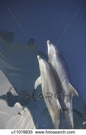 Adult bottlenose dolphin (Tursiops truncatus) bow riding in the calm waters surrounding Isla del Carmen in the Gulf of California (Sea of Cortez), Baja California Sur, Mexico. Note the people looking over the bow reflected back in the flat waters. View Large Photo Image Stock Photography - Adult bottlenose dolphin (Tursiops truncatus) bow riding in the calm waters surrounding Isla del Carmen in the Gulf of California (Sea of Cortez), Baja California Sur, Mexico. Note the people looking over the bow reflected back in the flat waters.. Fotosearch