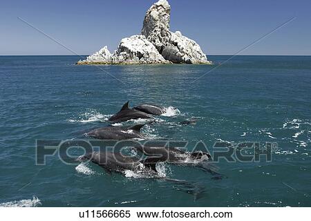 Adult Bottlenose Dolphin (Tursiops truncatus gilli) leaping in the upper Gulf of California (Sea of Cortez), Mexico. View Large Photo Image Stock Photography - Adult Bottlenose Dolphin (Tursiops truncatus gilli) leaping in the upper Gulf of California (Sea of Cortez), Mexico.. Fotosearch