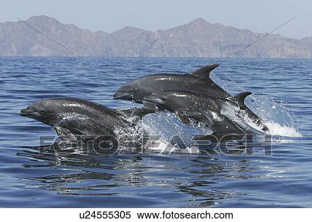 Adult Bottlenose Dolphin (Tursiops truncatus gilli) leaping in the upper Gulf of California (Sea of Cortez), Mexico. View Large Photo Image Stock Photography - Adult Bottlenose Dolphin (Tursiops truncatus gilli) leaping in the upper Gulf of California (Sea of Cortez), Mexico.. Fotosearch
