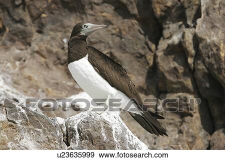 Stock Photo - Adult Brown Booby (Sula leucogaster) in the Gulf of California (Sea of Cortez), Mexico.. Fotosearch