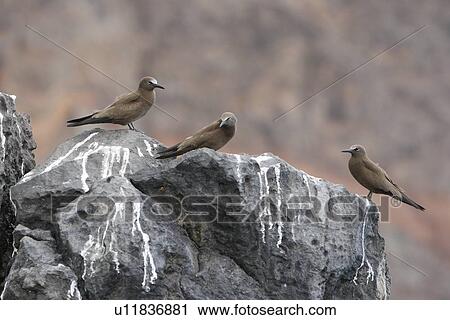 Adult brown noddies (Anous Stolidus) resting on cliff faces on the coastline of St. Helena Island on the south Atlantic Ocean. View Large Photo Image Stock Image - Adult brown noddies (Anous Stolidus) resting on cliff faces on the coastline of St. Helena Island on the south Atlantic Ocean.. Fotosearch