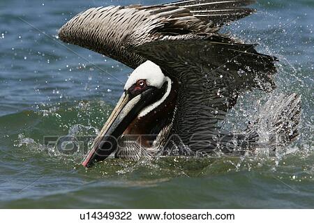 Stock Image - Adult brown pelican (Pelecanus occidentalis) in breeding plumage bathing in seawater on Bartolome Island in the Galapagos Island Group, Ecuador. Pacific Ocean.. Fotosearch