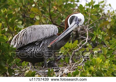 Adult brown pelican (Pelecanus occidentalis) in nest with two chicks on Bartolome Island in the Galapagos Island Group, Ecuador. Pacific Ocean. (rr) View Large Photo Image Stock Photo - Adult brown pelican (Pelecanus occidentalis) in nest with two chicks on Bartolome Island in the Galapagos Island Group, Ecuador. Pacific Ocean. (rr). Fotosearch