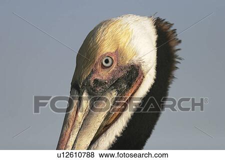 Stock Photo - Adult Brown Pelican (Pelecanus occidentalis) head detail in breeding plumage (note the very dark neck) fishing near Isla Los Islotes in the Gulf of California (Sea of Cortez), Mexico.. Fotosearch
