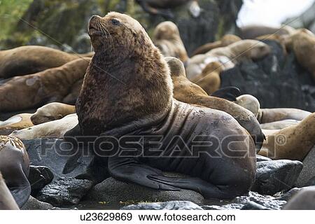 Stock Photo - Adult bull northern (Steller) sea lion (Eumetopias jubatus) from a colony on sail rock in Frederick Sound, southeastern Alaska (note the "mane" of fur around the neck). This is the second largest of all pinnipeds in North America, with males reaching a le. Fotosearch