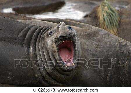 Adult bull Southern elephant seal (Mirounga leonina) threat posture while hauled out and in a wallow while moulting at the abandoned whaling station at Grytviken on the island of South Georgia, southern Atlantic Ocean. View Large Photo Image Stock Photo - Adult bull Southern elephant seal (Mirounga leonina) threat posture while hauled out and in a wallow while moulting at the abandoned whaling station at Grytviken on the island of South Georgia, southern Atlantic Ocean.. Fotosearch