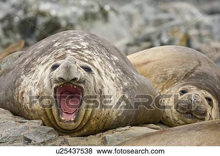 Adult bull southern elephant seal (Mirounga leonina) on the beach on Torgesen Island just outside Palmer Station in Port Arthur, Antarctica. This species is the largest pinniped in the world, with males attaining lengths of 6. 5 m and a weight of 3, 700 kg. View Large Photo Image Stock Photo - Adult bull southern elephant seal (Mirounga leonina) on the beach on Torgesen Island just outside Palmer Station in Port Arthur, Antarctica. This species is the largest pinniped in the world, with males attaining lengths of 6. 5 m and a weight of 3, 700 kg.. Fotosearch