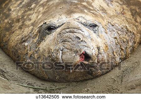 Adult bull Southern elephant seal (Mirounga leonina) hauled out and in a wallow while moulting on the beach at Fortuna Bay on South Georgia Island, southern Atlantic Ocean. View Large Photo Image Stock Photography - Adult bull Southern elephant seal (Mirounga leonina) hauled out and in a wallow while moulting on the beach at Fortuna Bay on South Georgia Island, southern Atlantic Ocean.. Fotosearch