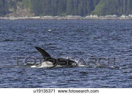Stock Image - Adult bull surfacing from a pod of 5 Orcas (Orcinus orca) encountered off Gardner Point on the south end of Admiralty Island, Southeast Alaska. The pod consisted of two adult males, one adult female, one possible juvenile male, and an undetermined smaller. Fotosearch