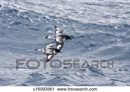 Adult cape petrel (Daption capense) on the wing in and around the Antarctic peninsula. This petrel is sometimes also called the pintado petrel, the word pintado meaning "painted" in Spanish. (rr) View Large Photo Image Stock Image - Adult cape petrel (Daption capense) on the wing in and around the Antarctic peninsula. This petrel is sometimes also called the pintado petrel, the word pintado meaning "painted" in Spanish. (rr). Fotosearch
