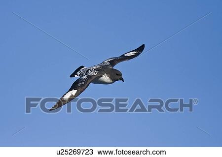 Adult cape petrel (Daption capense) on the wing in and around the Antarctic peninsula. This petrel is sometimes also called the pintado petrel, the word pintado meaning "painted" in Spanish. View Large Photo Image Stock Image - Adult cape petrel (Daption capense) on the wing in and around the Antarctic peninsula. This petrel is sometimes also called the pintado petrel, the word pintado meaning "painted" in Spanish.. Fotosearch