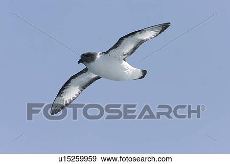 Adult cape petrel (Daption capense) on the wing in and around the Antarctic Peninsula. This petrel is sometimes also called the pintado petrel, the word pintado meaning "painted" in Spanish. View Large Photo Image Stock Photo - Adult cape petrel (Daption capense) on the wing in and around the Antarctic Peninsula. This petrel is sometimes also called the pintado petrel, the word pintado meaning "painted" in Spanish.. Fotosearch