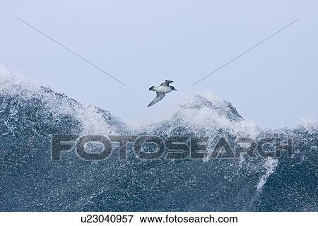 Adult cape petrel (Daption capense) on the wing in and around the Antarctic peninsula. This petrel is sometimes also called the pintado petrel, the word pintado meaning "painted" in Spanish. View Large Photo Image Stock Photo - Adult cape petrel (Daption capense) on the wing in and around the Antarctic peninsula. This petrel is sometimes also called the pintado petrel, the word pintado meaning "painted" in Spanish.. Fotosearch