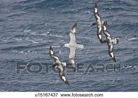 Adult cape petrels (Daption capense) on the wing with a single southern fulmar (Fulmarus glacialoides) in and around the Antarctic peninsula. This petrel is sometimes also called the pintado petrel, the word pintado meaning "painted" in Spanish. View Large Photo Image Stock Photo - Adult cape petrels (Daption capense) on the wing with a single southern fulmar (Fulmarus glacialoides) in and around the Antarctic peninsula. This petrel is sometimes also called the pintado petrel, the word pintado meaning "painted" in Spanish.. Fotosearch
