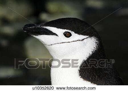 Adult chinstrap penguin (Pygoscelis Antarctica) head detail on Elephant Island, Antarctica. View Large Photo Image Stock Image - Adult chinstrap penguin (Pygoscelis Antarctica) head detail on Elephant Island, Antarctica.. Fotosearch