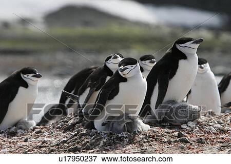 Adult chinstrap penguins (Pygoscelis Antarctica) nesting with chicks on Barientos Island in the Aitcho Island Group, Antarctica. View Large Photo Image Stock Photo - Adult chinstrap penguins (Pygoscelis Antarctica) nesting with chicks on Barientos Island in the Aitcho Island Group, Antarctica.. Fotosearch