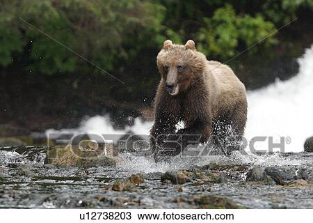 Adult coastal brown bear (Ursus arctos horibilis) fishing for pink salmon in a shallow stream on Chichagof Island, Southeast Alaska, USA. View Large Photo Image Stock Image - Adult coastal brown bear (Ursus arctos horibilis) fishing for pink salmon in a shallow stream on Chichagof Island, Southeast Alaska, USA.. Fotosearch