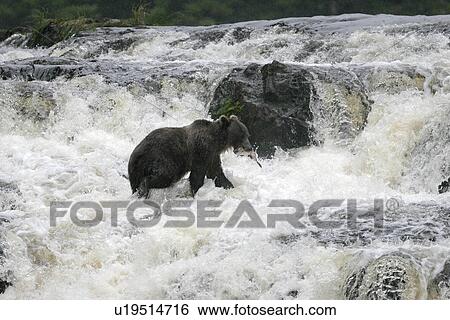 Adult coastal brown bear (Ursus arctos horibilis) fishing for pink salmon in a shallow stream on Chichagof Island, Southeast Alaska, USA. View Large Photo Image Stock Photograph - Adult coastal brown bear (Ursus arctos horibilis) fishing for pink salmon in a shallow stream on Chichagof Island, Southeast Alaska, USA.. Fotosearch