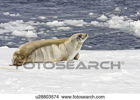 Picture - Adult crabeater seal (Lobodon carcinophaga) hauled out on an ice floe below the Antarctic circle on the western side of the Antarctic Peninsula. This is the most abundant pinniped in the world, with current population estimates ranging from 25 to 50 milli. Fotosearch