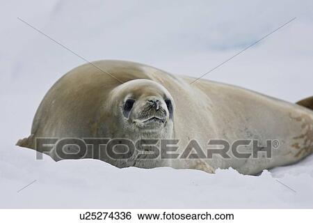 Adult crabeater seal (Lobodon carcinophaga) hauled out on an ice floe near Useful Island near the Antarctic Peninsula. This is the most abundant pinniped in the world, with current population estimates ranging from 25 to 50 million animals. View Large Photo Image Stock Photograph - Adult crabeater seal (Lobodon carcinophaga) hauled out on an ice floe near Useful Island near the Antarctic Peninsula. This is the most abundant pinniped in the world, with current population estimates ranging from 25 to 50 million animals.. Fotosearch