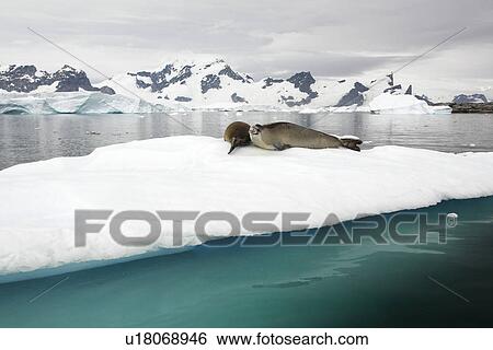 Stock Photograph - Adult crabeater seals (Lobodon carcinophaga) hauled out on an ice floe near Bertheloth Island, near the Antarctic Peninsula.. Fotosearch