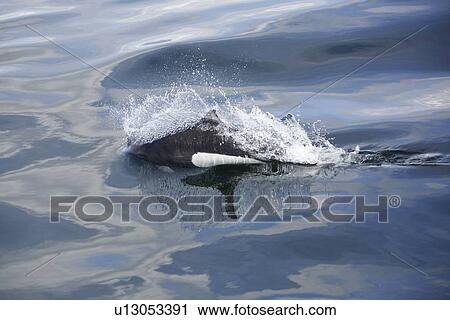 Adult Dall's porpoise (Phocoenoides dalli) surfacing in Chatham Strait, Southeast Alaska, USA. This porpoise often casts a "roostertail" of water in front of its' body when it surfaces to breath. Dall's porpoise are among the fastest cetaceans in the worl View Large Photo Image Stock Image - Adult Dall's porpoise (Phocoenoides dalli) surfacing in Chatham Strait, Southeast Alaska, USA. This porpoise often casts a "roostertail" of water in front of its' body when it surfaces to breath. Dall's porpoise are among the fastest cetaceans in the worl. Fotosearch
