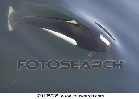Adult Dall's porpoise (Phocoenoides dalli) surfacing in Chatham Strait, Southeast Alaska, USA. This porpoise often casts a "roostertail" of water in front of its' body when it surfaces to breath. Dall's porpoise are among the fastest cetaceans in the worl View Large Photo Image Stock Photography - Adult Dall's porpoise (Phocoenoides dalli) surfacing in Chatham Strait, Southeast Alaska, USA. This porpoise often casts a "roostertail" of water in front of its' body when it surfaces to breath. Dall's porpoise are among the fastest cetaceans in the worl. Fotosearch