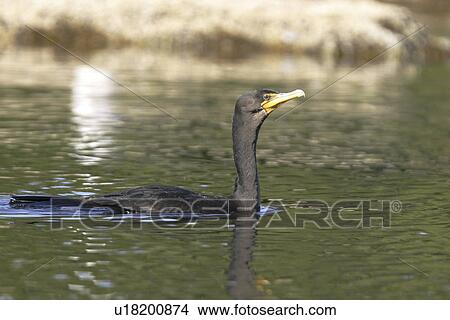 Picture - Adult double-crested cormorant (Phalacrocorax auritus) swimming in calm waters of the inside passage in Southeast Alaska, USA.. Fotosearch