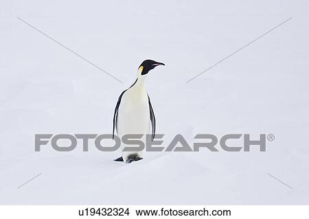 Adult Emperor Penguin (Aptenodytes forsteri) resting on ice floe below the Antarctic circle on the western side of the Antarctic Peninsula. These are individuals that have hauled out, possibly to rest from foraging. View Large Photo Image Picture - Adult Emperor Penguin (Aptenodytes forsteri) resting on ice floe below the Antarctic circle on the western side of the Antarctic Peninsula. These are individuals that have hauled out, possibly to rest from foraging.. Fotosearch