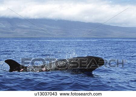 Adult False Killer Whale, Pseudorca crassidens, surfacing in the Au Au Channel near Lanai, Hawaii View Large Photo Image Stock Image - Adult False Killer Whale, Pseudorca crassidens, surfacing in the Au Au Channel near Lanai, Hawaii. Fotosearch