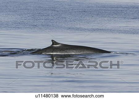 Adult Fin Whale (Balaenoptera physalus) surfacing in the lower Gulf of California (Sea of Cortez), Mexico. View Large Photo Image Stock Photo - Adult Fin Whale (Balaenoptera physalus) surfacing in the lower Gulf of California (Sea of Cortez), Mexico.. Fotosearch