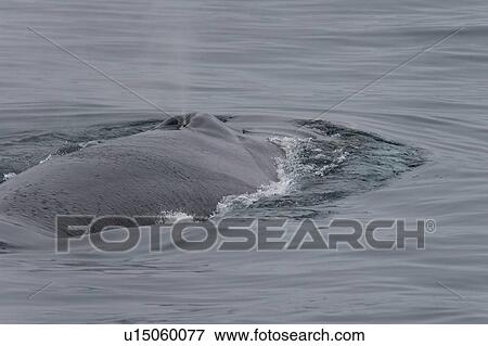 Stock Photo - Adult fin whale (Balaenoptera physalus) sub-surface feeding in the rich waters off the continental shelf just south of Bear Island in the Barents Sea, Norway.. Fotosearch