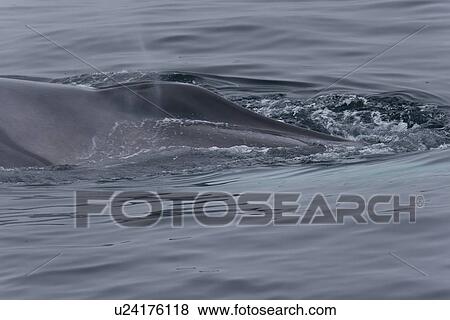 Adult fin whale (Balaenoptera physalus) sub-surface feeding (head detail - note the white lower jaw) in the rich waters off the continental shelf just south of Bear Island in the Barents Sea, Norway. View Large Photo Image Stock Photo - Adult fin whale (Balaenoptera physalus) sub-surface feeding (head detail - note the white lower jaw) in the rich waters off the continental shelf just south of Bear Island in the Barents Sea, Norway.. Fotosearch