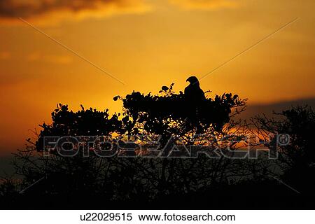 Adult Galapagos hawk (Buteo galapagoensis) in its nest at sunset in the Galapagos Island Group, Ecuador. This raptor species is endemic to the Galapagos Islands. Pacific Ocean. View Large Photo Image Stock Photography - Adult Galapagos hawk (Buteo galapagoensis) in its nest at sunset in the Galapagos Island Group, Ecuador. This raptor species is endemic to the Galapagos Islands. Pacific Ocean.. Fotosearch