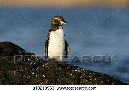 Stock Image - Adult Galapagos penguin (Spheniscus mendiculus) in the Galapagos Island Group, Ecuador. This is the only species of penguin in the northern hemisphere and is endemic to the Galapagos only.. Fotosearch
