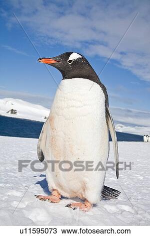 Adult gentoo penguin (Pygoscelis papua) on Barrentos Island in the Aitcho Island Group, South Shetland Islands, Antarctica. Southern Ocean. There are an estimated 80, 000 breeding gentoo penguin pairs in the Antarctic peninsula area with a total population View Large Photo Image Stock Image - Adult gentoo penguin (Pygoscelis papua) on Barrentos Island in the Aitcho Island Group, South Shetland Islands, Antarctica. Southern Ocean. There are an estimated 80, 000 breeding gentoo penguin pairs in the Antarctic peninsula area with a total population. Fotosearch