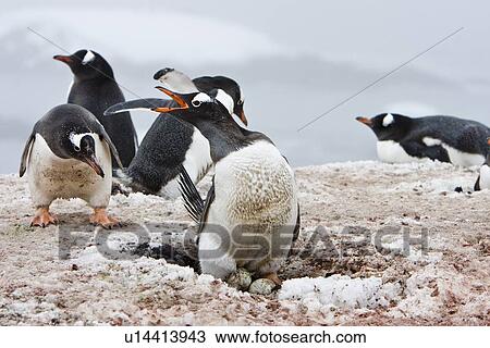 Stock Image - Adult gentoo penguin (Pygoscelis papua) on two eggs at breeding colony on Barrentos ISland in the Aitcho Island Group, South Shetland Islands, Antarctica. There are an estimated 80, 000 breeding gentoo penguin pairs in the Antarctic peninsula area with a . Fotosearch