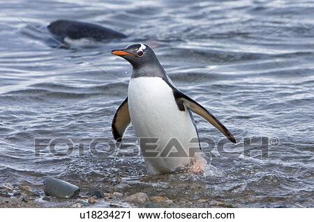 Stock Image - Adult gentoo penguin (Pygoscelis papua) swimming in to the beach from sea in Neko Harbour in Andvord Bay, Antarctica. There are an estimated 80, 000 breeding gentoo penguin pairs in the Antarctic peninsula area with a total population estimate of around 3. Fotosearch