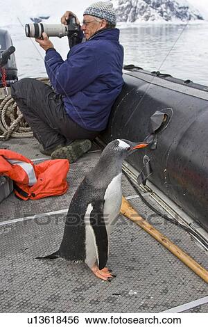 Adult gentoo penguin (Pygoscelis papua) leaping into the Zodiac, much to the surprise of Bud Lenhausen, A Lindblad staff member, in Neko Harbour in Andvord Bay, Antarctica. There are an estimated 80, 000 breeding gentoo penguin pairs in the Antarctic peni View Large Photo Image Stock Photograph - Adult gentoo penguin (Pygoscelis papua) leaping into the Zodiac, much to the surprise of Bud Lenhausen, A Lindblad staff member, in Neko Harbour in Andvord Bay, Antarctica. There are an estimated 80, 000 breeding gentoo penguin pairs in the Antarctic peni. Fotosearch