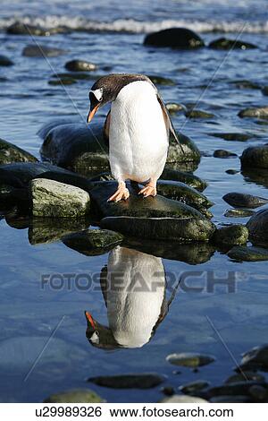 Stock Photograph - Adult gentoo penguin (Pygoscelis Papua) returning from the sea reflected in a tide pool on Elephant Island in the South Shetland Island Group, Antarctica.. Fotosearch