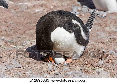Stock Photography - Adult gentoo penguin (Pygoscelis papua) nesting on egg on Barrentos Island in the Aitchi Island Group, South Shetland Islands, Antarctica. There are an estimated 80, 000 breeding gentoo penguin pairs in the Antarctic peninsula area with a total population . Fotosearch